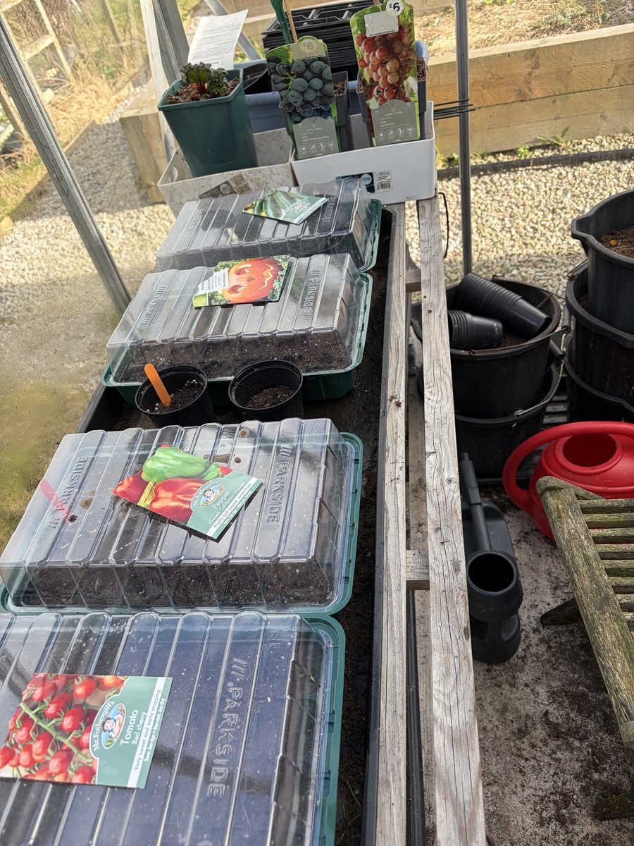 Seed trays lined up on the greenhouse bench — cherry tomatoes, peppers, courgettes, and pumpkins all sown
