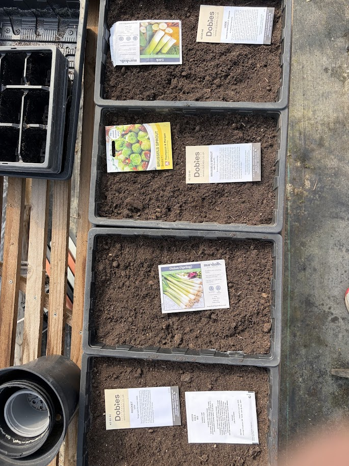 Johnsons Brussels Sprout Groninger seed packet