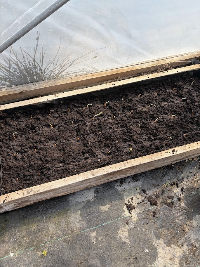 Pumpkin seedlings emerging from seed tray in the polytunnel