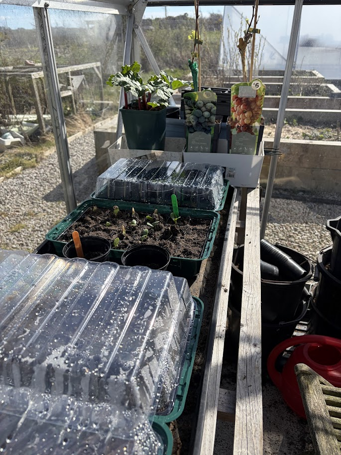 Johnsons Spring Onion White Lisbon seed packet