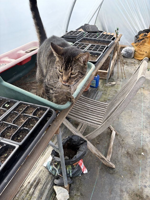 Eddie the cat perched among seed trays in the polytunnel