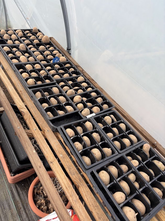 Rows of potatoes chitting in trays along the polytunnel shelving