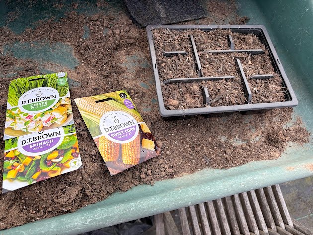 D.T. Brown sweetcorn and spinach seed packets with a freshly sown seed tray